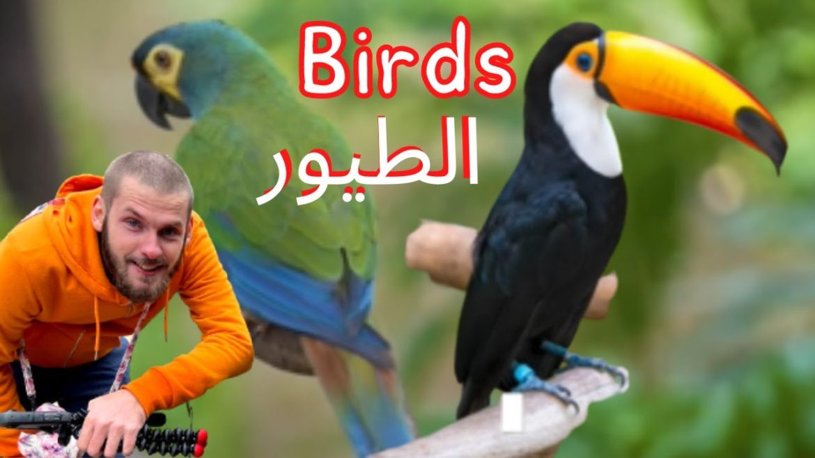 Discovering Birds in park |armandinyou| اكتشاف الطيور في الحديقة