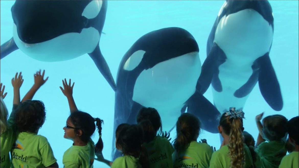 Here’s The Story of SeaWorld | SeaWorld® Here’s The Story of SeaWorld | SeaWorld®