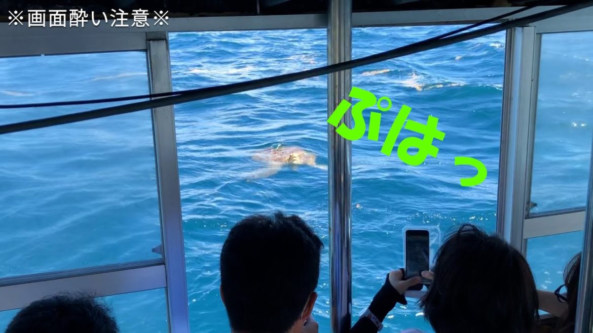 【石垣島】川平湾のグラスボートでアオウミガメ