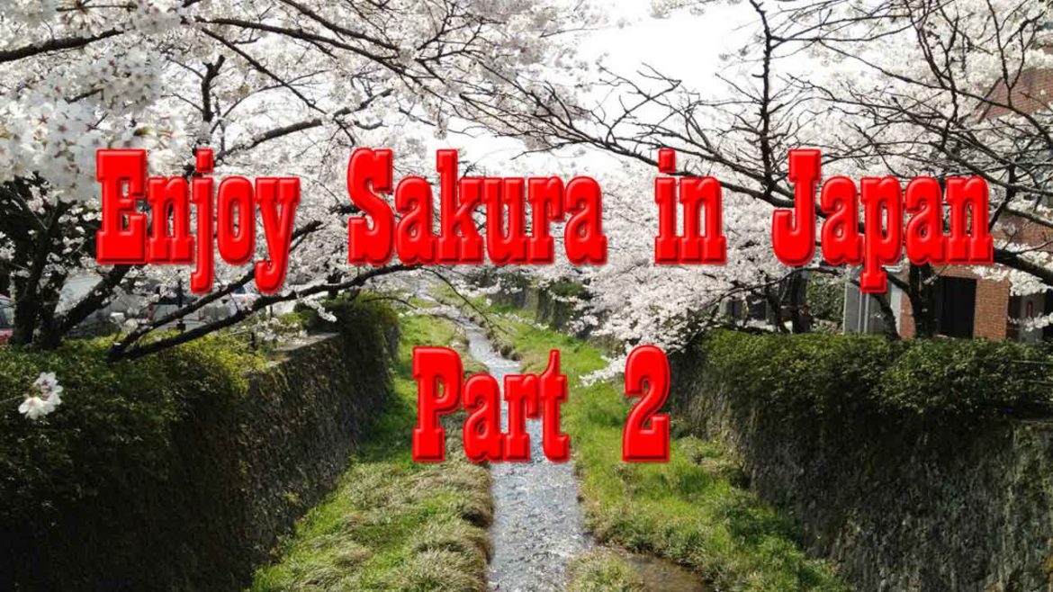 Sakura in Japan - Yamaguchi City Tour [Part 2]