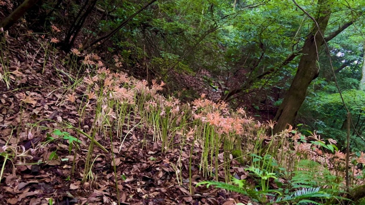 Evening Cicada sounds | Itoshima, Fukuoka【4K HDR】 Evening Cicada sounds | Itoshima, Fukuoka【4K HDR】