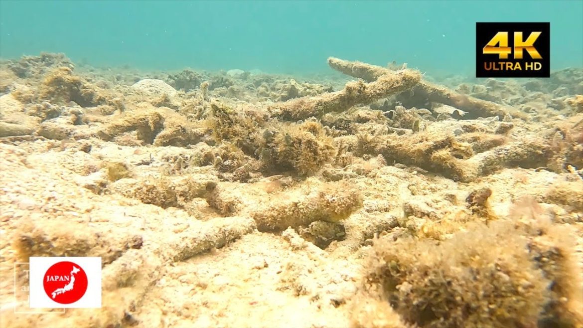 Travel around Japan 伊江島イシャラ浜水中散歩！沖縄の珊瑚が減少の危機？深刻な地球温暖化の現状！