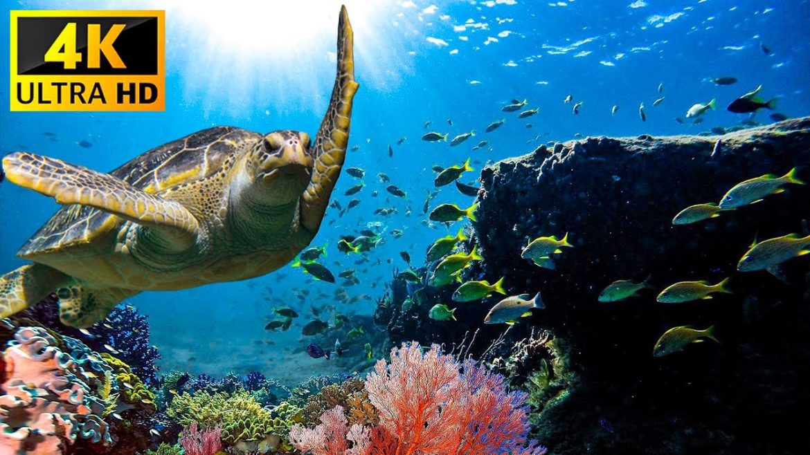 Aquarium 4K VIDEO (ULTRA HD) 🐠 Sea Animals With Relaxing Music – Rare & Colorful Sea Life Video Aquarium 4K VIDEO (ULTRA HD) 🐠 Sea Animals With Relaxing Music - Rare & Colorful Sea Life Video