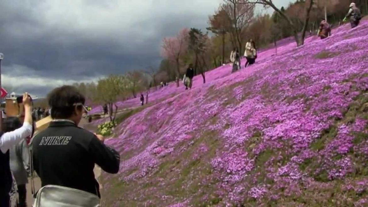 Trip of Phlox and Tulip in Ohotsuku.