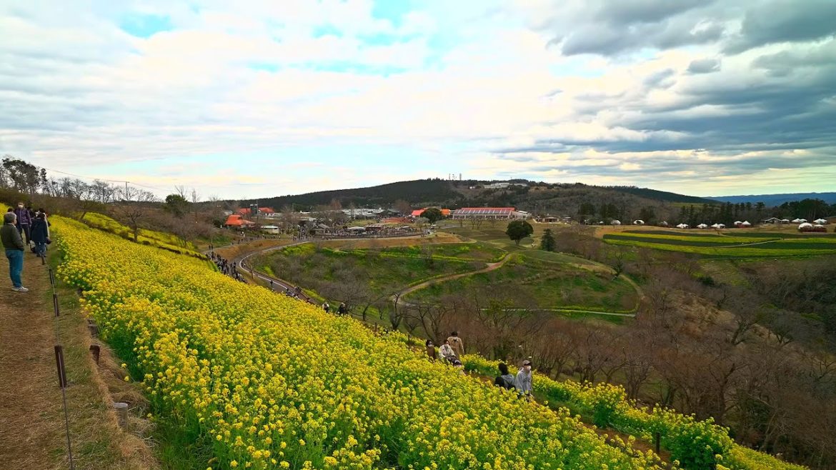 Rapeseed fields of Mother Farm in Chiba・4K HDR