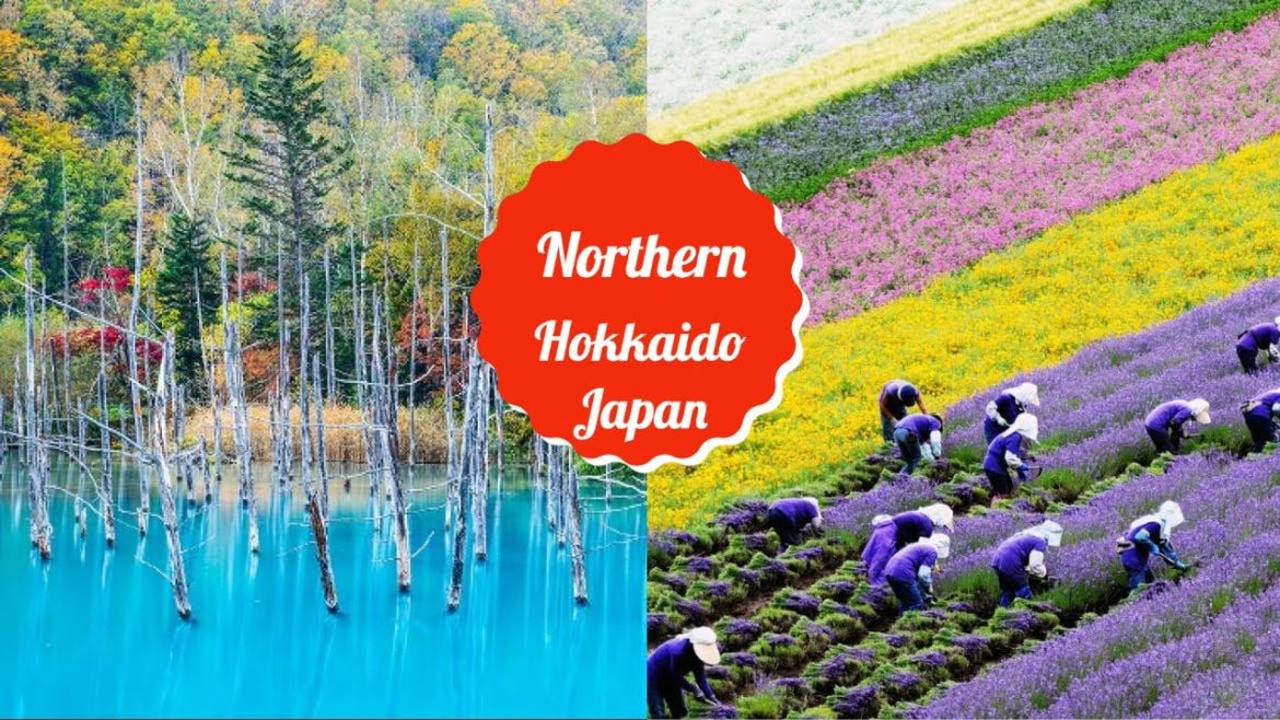 The Magical Hokkaido Lavender Fields of Japan