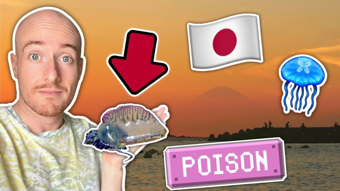 I Found Japan's DEADLIEST Jellyfish on a Tokyo Beach!