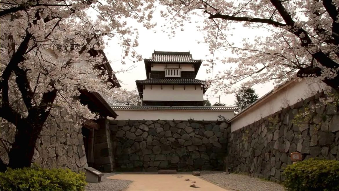 福岡県　福岡城の桜 / Fukuoka Castle and Cherry Blossoms ( Fukuoka, Japan ) [HD]