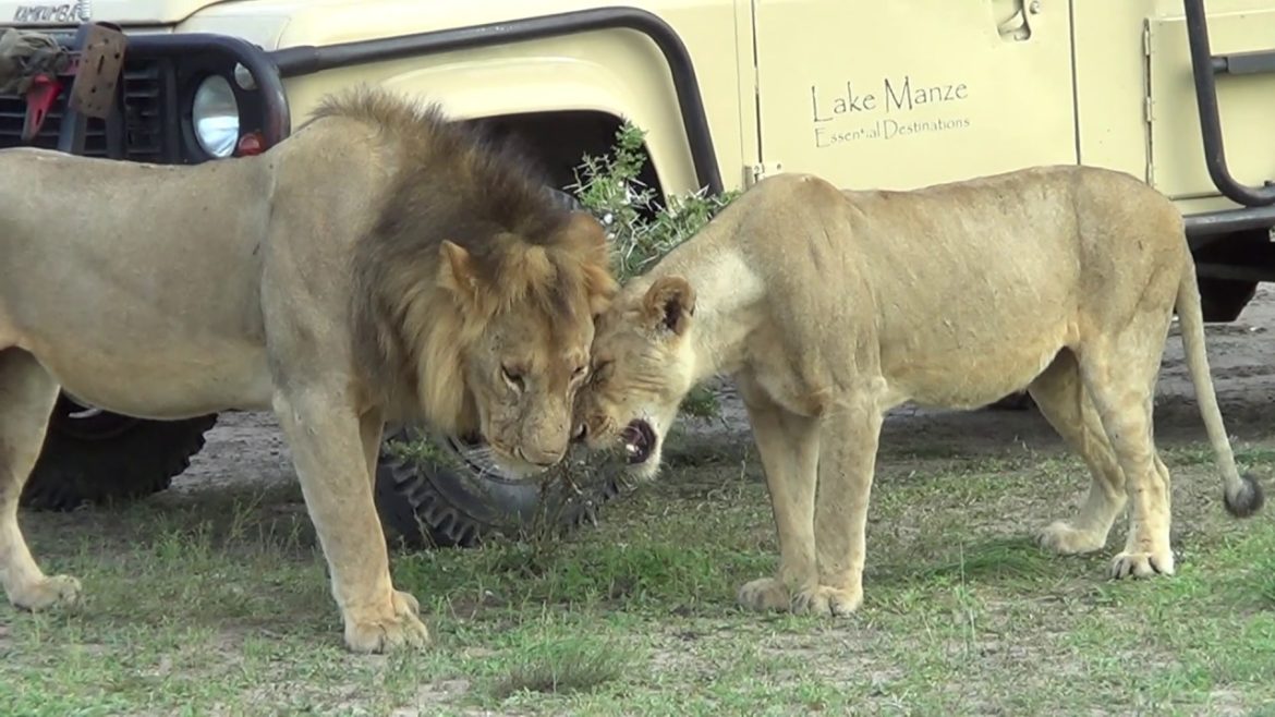 Essential Destinations - Lake Manze - Lion couple affection by STIJN CAVENS