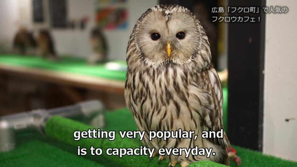 The "Owl Cafe" in Hiroshima, the city of peace The "Owl Cafe" in Hiroshima, the city of peace