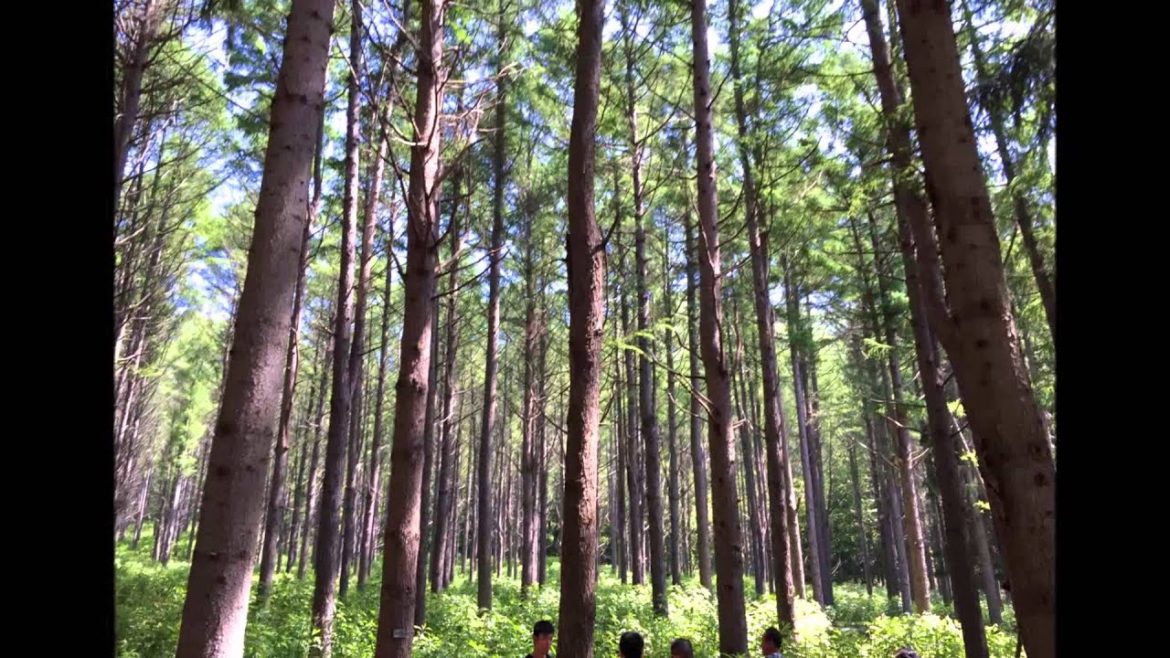 Trip To Hokkaido Day 7 Part 1/2