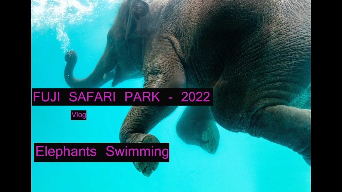 Elephant swimming | Fuji safari park Elephant swimming | Fuji safari park