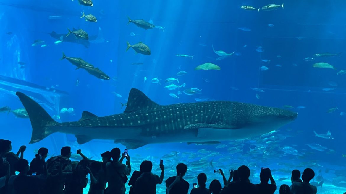 Okinawa Japan Islands, Nago Pineapple park, Churaumi Aquarium, Manza cape, Kouri island