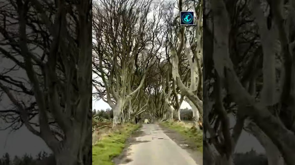 𝗗𝗮𝗿𝗸 𝗛𝗲𝗱𝗴𝗲𝘀 | 𝗜𝗿𝗲𝗹𝗮𝗻𝗱 🇮🇪