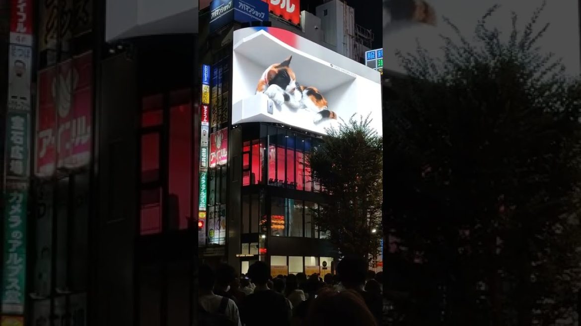 3D Cute Cat Night Walk in Tokyo – Shinjuku(新宿散歩) – Japan Walking Tour #japan #walk #travel #shorts 3D Cute Cat Night Walk in Tokyo - Shinjuku(新宿散歩) - Japan Walking Tour #japan #walk #travel #shorts