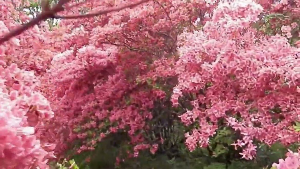 Kesennuma Azalea Festival