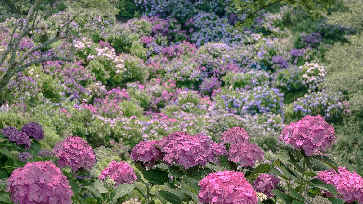 [ 4K Ultra HD ] 伊豆下田あじさい祭  Hydrangea Festival in Shimoda (Shot in 4K with Samsung NX1)