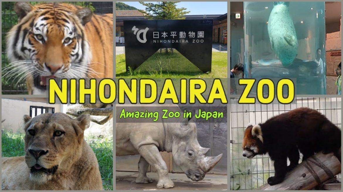 A day at Nihondaira zoo in Shizuoka Japan | Zoo Animals at Nihondaira Zoo Park | Food Travel Company