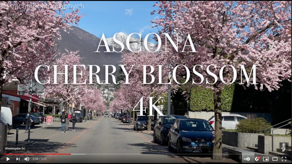 Ascona Locarno Spring Cherry Blossom 4K