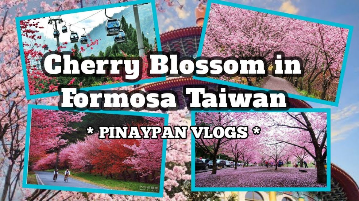 CHERRY BLOSSOM IN TAIWAN! | Formosan Village Tour | BEST TOURIST DESTINATION THIS 2021!