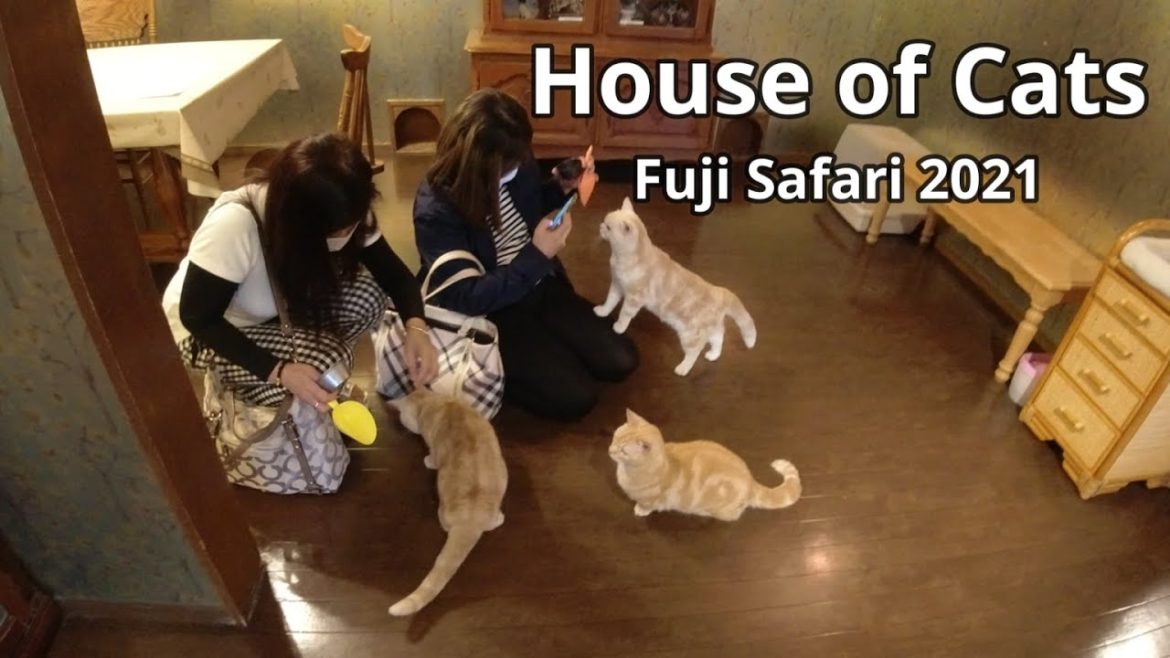 Cat House at Fuji Safari & Family Tour (Pt. 2) 4K HD