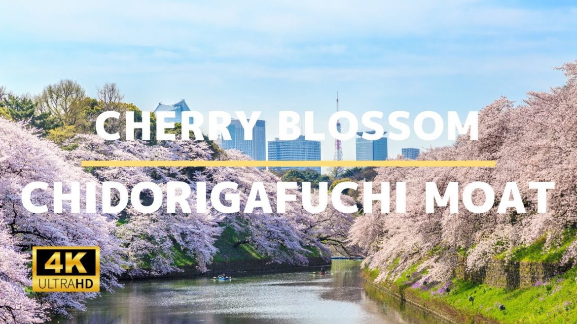 Chidorigafuchi Moat (Cherry Blossom) – 4K Virtual Walking Tour In Tokyo | Japan Travel Guide Chidorigafuchi Moat (Cherry Blossom) - 4K Virtual Walking Tour In Tokyo | Japan Travel Guide
