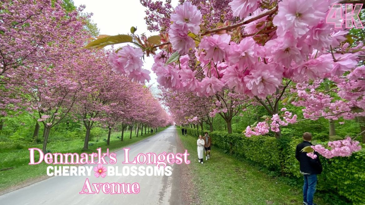Denmark's Longest Cherry Blossoms Avenue / Driving and walking Tour / Gavnøvej / 4K Ultra HD 60FPS Denmark's Longest Cherry Blossoms Avenue / Driving and walking Tour / Gavnøvej / 4K Ultra HD 60FPS