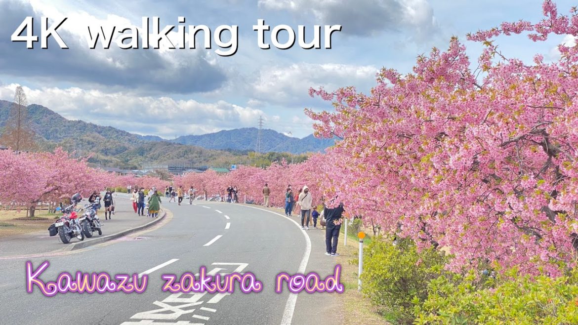 Japan 🇯🇵 Minatogawa Kawazu Sakura Road Japan March 2022 4K Walking tour insta360 one R 1inch河津桜ロード Japan 🇯🇵 Minatogawa Kawazu Sakura Road Japan March 2022 4K Walking tour insta360 one R 1inch河津桜ロード
