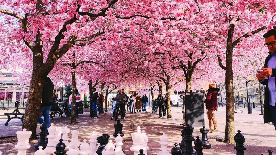 Kungsträdgården Stockholm Cherry Blossom Sakura Sweden 2022 Walking Tour - 4K 60FPS