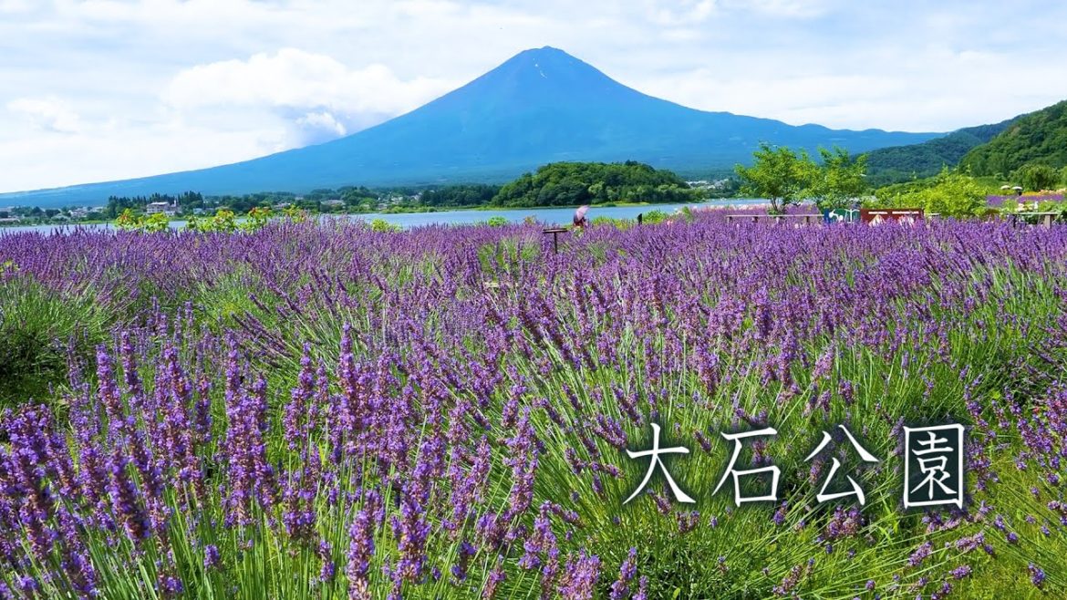 Lavender with Mt. Fuji in Oishi Park 2022.   大石公園でラベンダーが見頃 #lavender