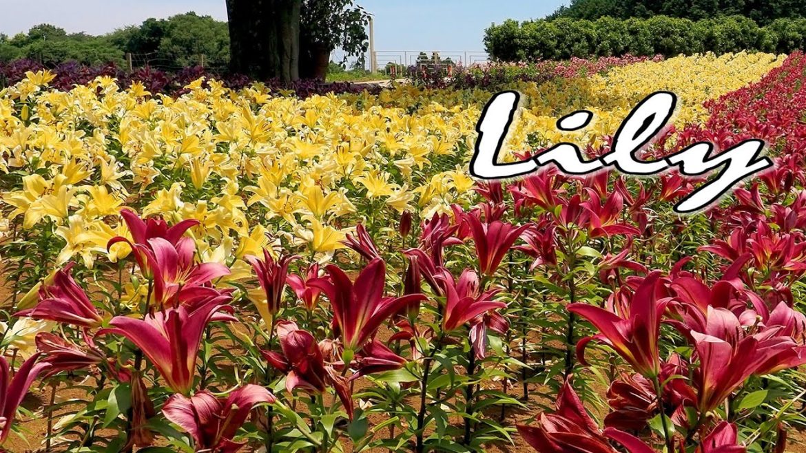 Lilies have started to bloom around the main island of Japan.本州各地でユリが見頃 Lilies have started to bloom around the main island of Japan.本州各地でユリが見頃