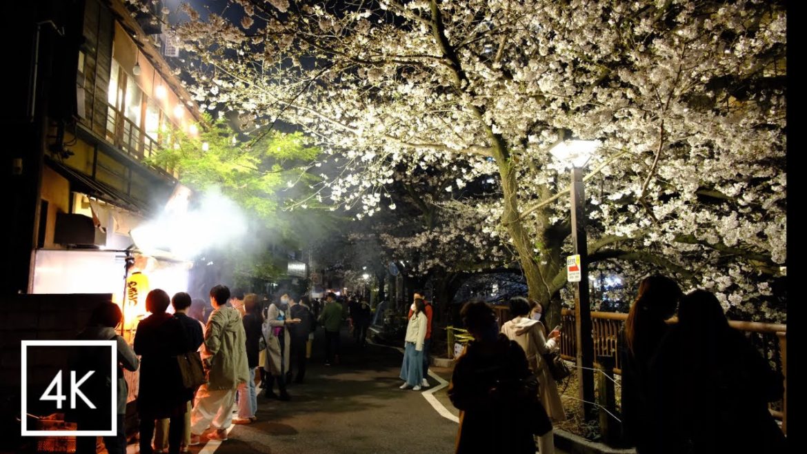 Most Beautiful Cherry Blossom in Tokyo. Nakameguro |  Walk Japan 2021［4K］