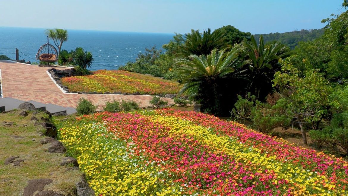 SHIZUOKA. Blooming Portulaca plants at Jyogasaki coast.#4K  ニューヨーク ランプ ミュージアム&フラワーガーデン