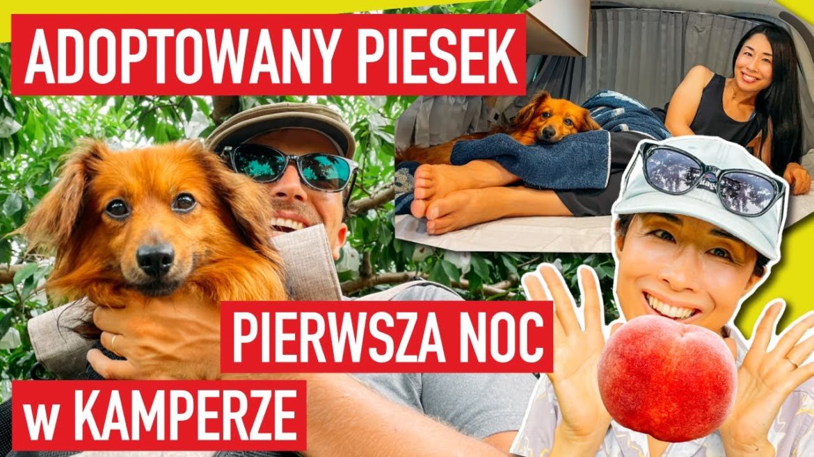 Tego boi się NASZ PIESEK – Daily Vlog Japonia Tego boi się NASZ PIESEK - Daily Vlog Japonia
