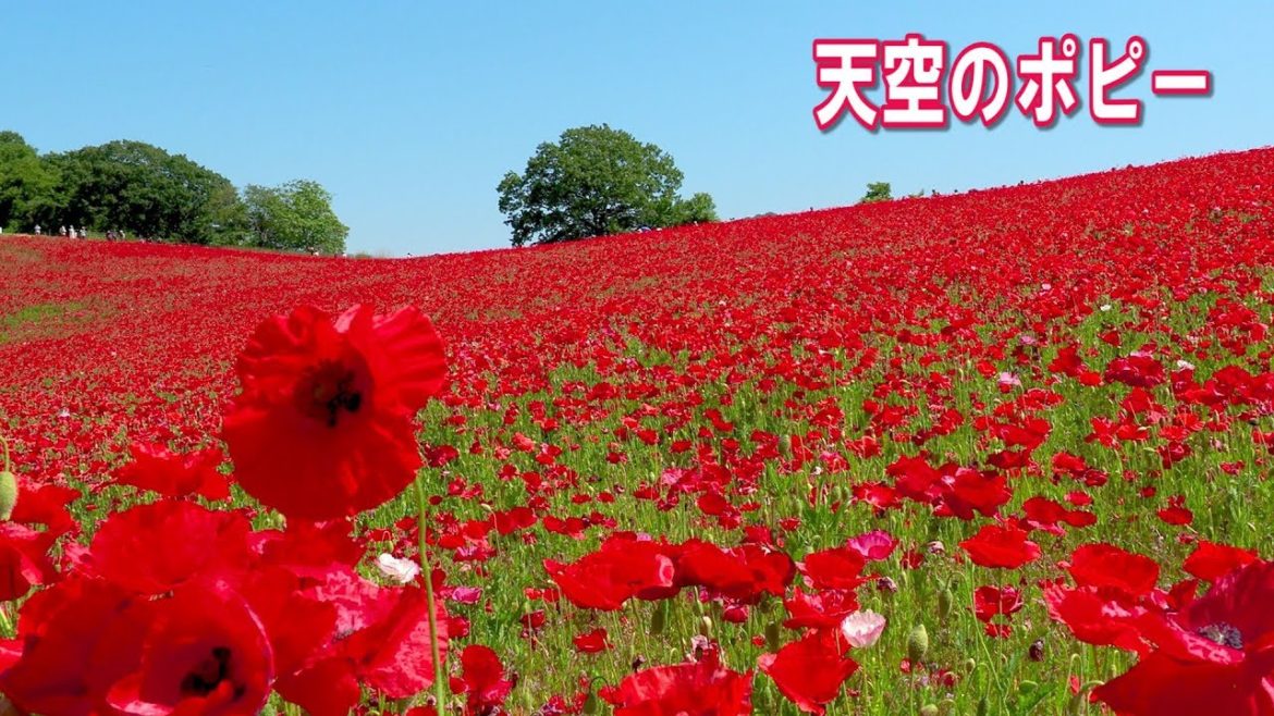 Tenku-no-Poppy, Sky of poppy #天空のポピー #4K Tenku-no-Poppy, Sky of poppy #天空のポピー #4K