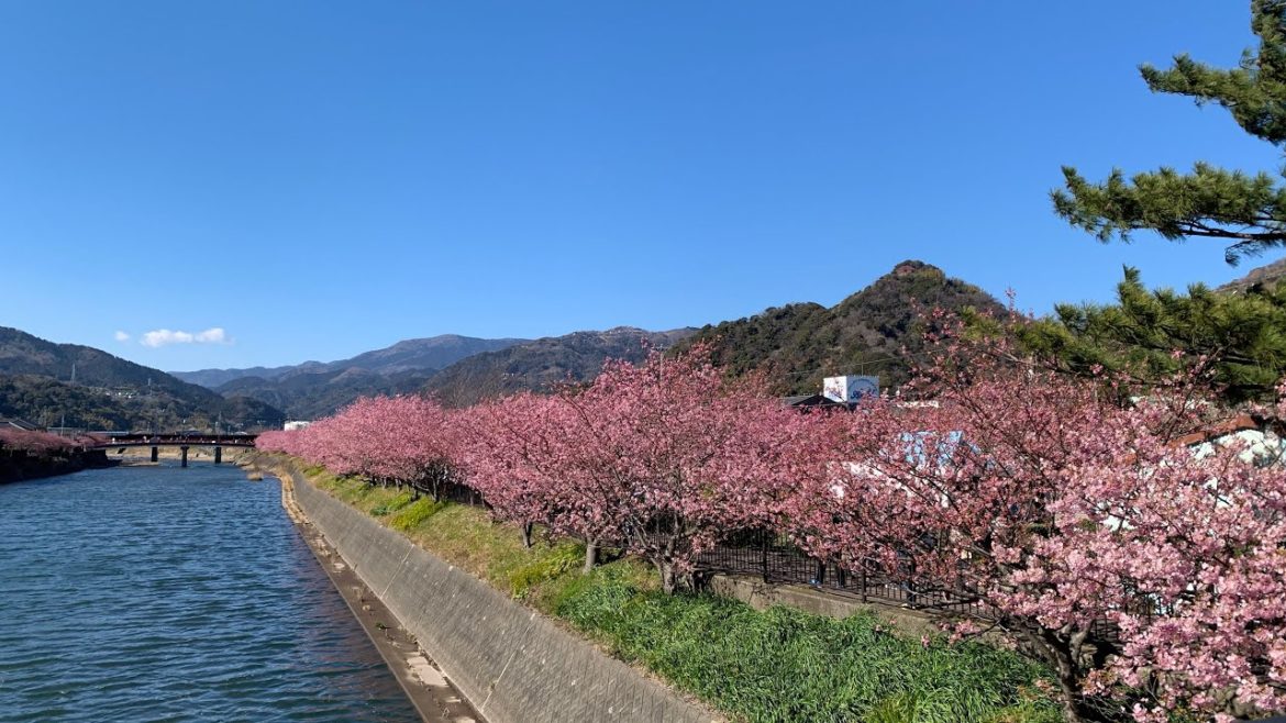 (Virtual tour)Lihat Bunga Kawazu Zakura/sakura#tetehdee
