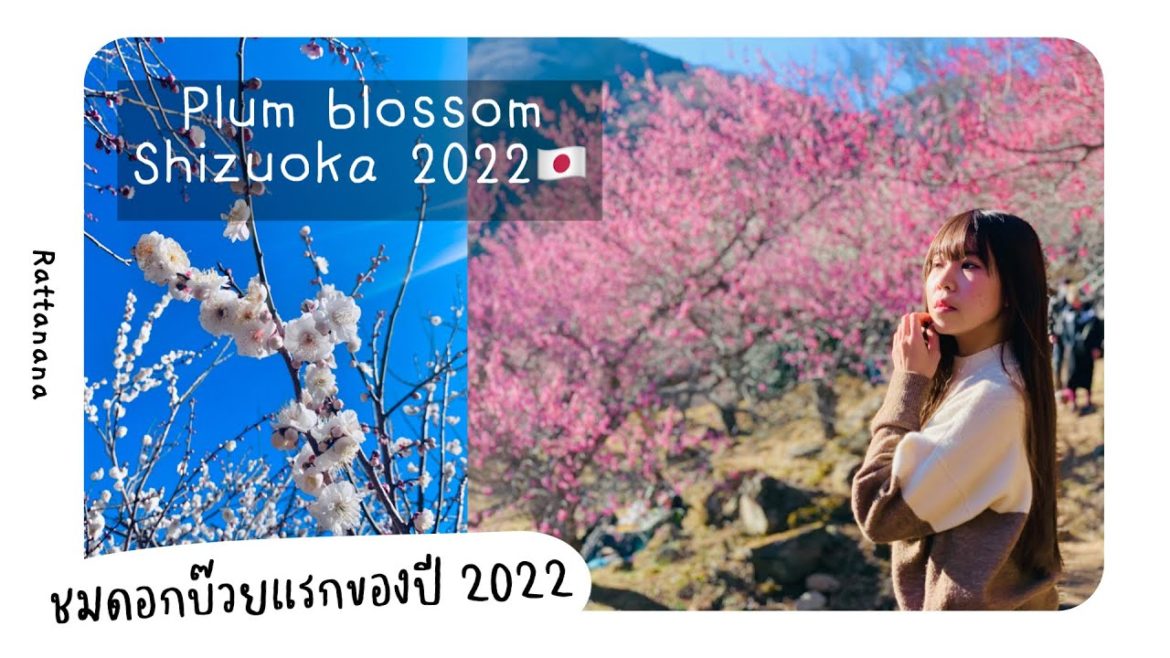 เที่ยว [Shizuoka] 🌸 ชมดอกบ๊วยแรกของปี | Plum blossom ♡ | 梅花