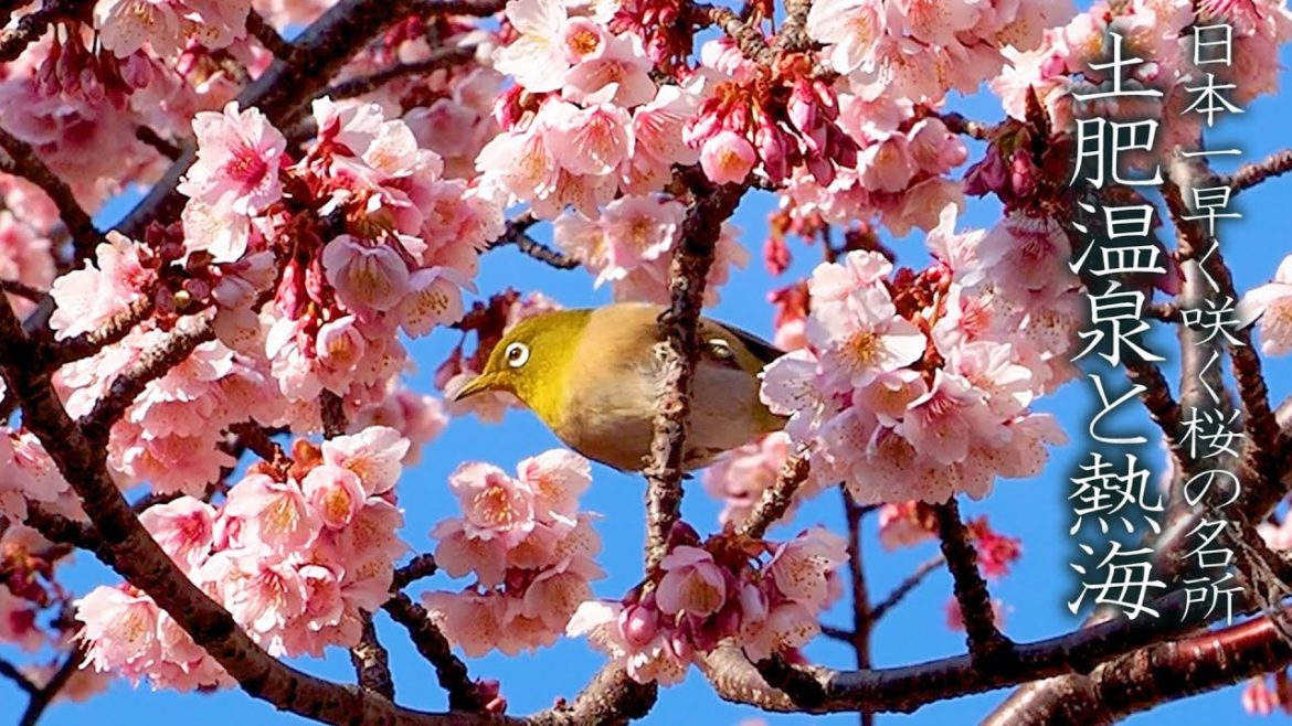 【Cherry blossoms】Early-bloom cherry blossoms in Toi Onsen and Atami. 日本一早く咲く桜の名所、土肥温泉と熱海 #4K #熱海桜