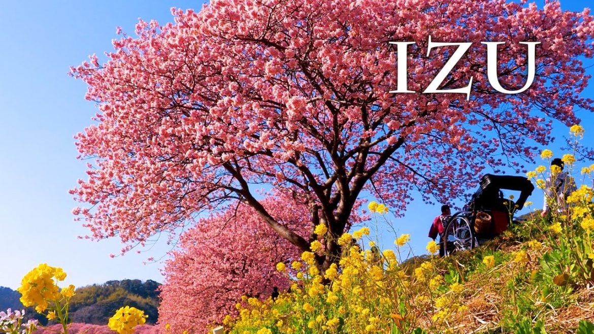 【Cherry blossoms】Kawazu-zakura cherry trees and Rapa flowers in Southern Izu. みなみの桜と菜の花まつり #4K #河津桜 【Cherry blossoms】Kawazu-zakura cherry trees and Rapa flowers in Southern Izu. みなみの桜と菜の花まつり #4K #河津桜