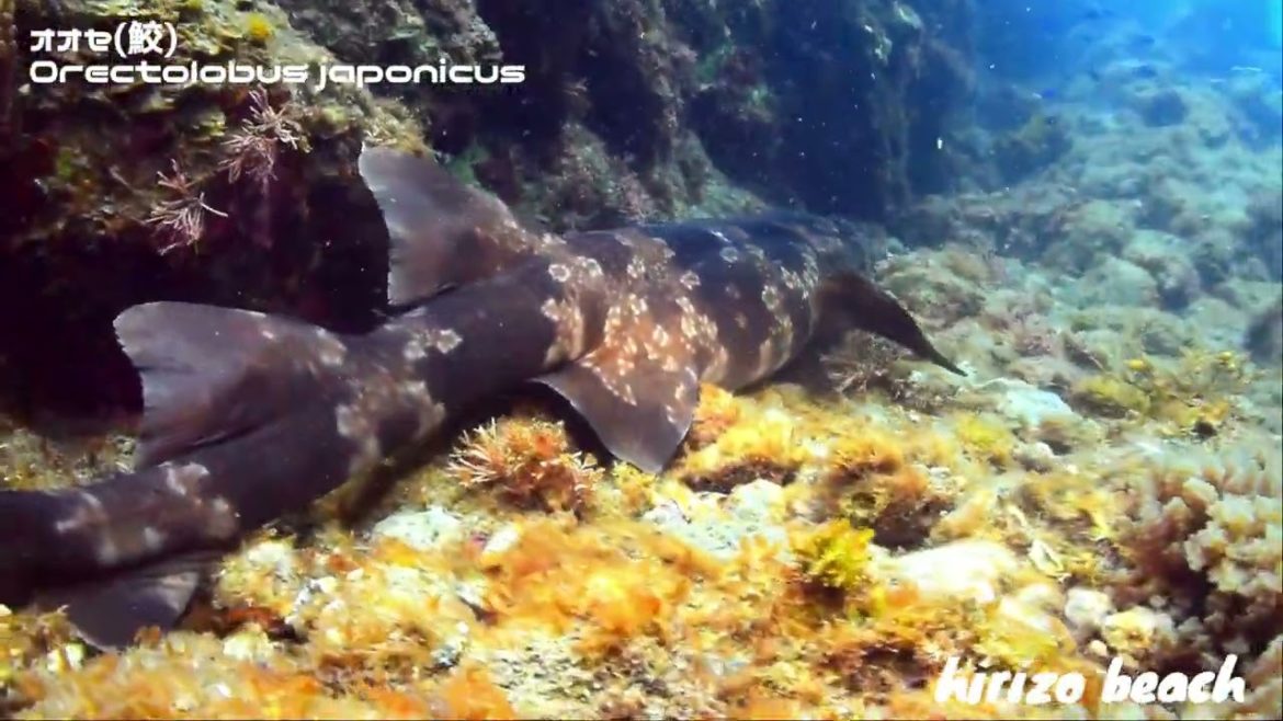 【ヒリゾ浜】【オオセ（鮫）】
