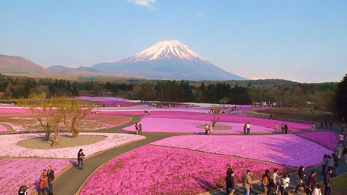 富士山彩る芝桜８０万株見ごろ～富士芝桜まつり （Mt.Fuji with Beautiful Moss Phlox）