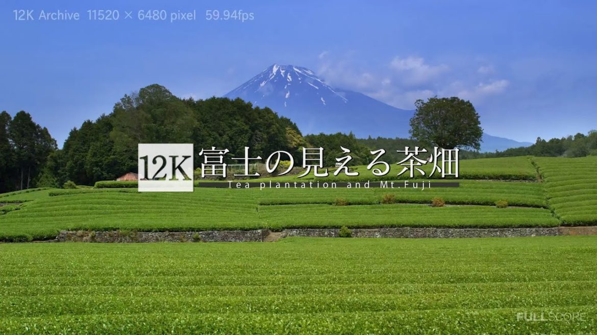 [12K footage] Tea Plantation and Mt.Fuji【富士の見える茶畑_12K】