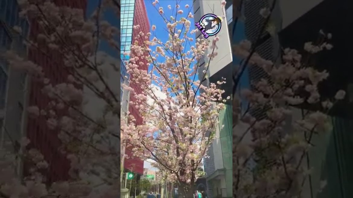 Its your🍀Chance to See the 🌸Spring Season in🌸 Japan #shorts #travel Its your🍀Chance to See the 🌸Spring Season in🌸 Japan #shorts #travel