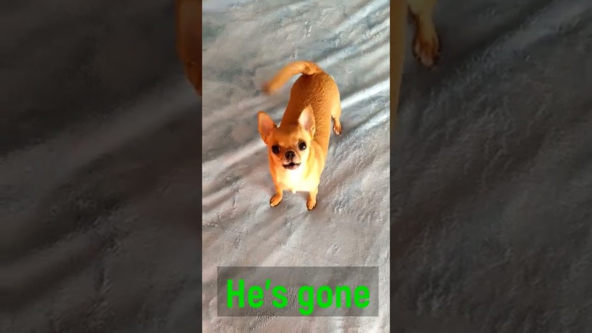 Happy Dog #cute #dog #funny #lol #funny #chihuahua #cute #puppy #funnyvideo #юмор #собака Happy Dog #cute #dog #funny #lol #funny #chihuahua #cute #puppy #funnyvideo #юмор #собака