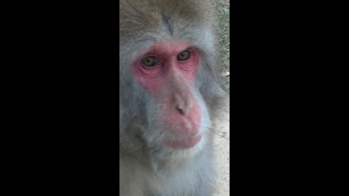 松本市 アルプス公園の猿山 44年ぶりにリニューアル  #Shorts