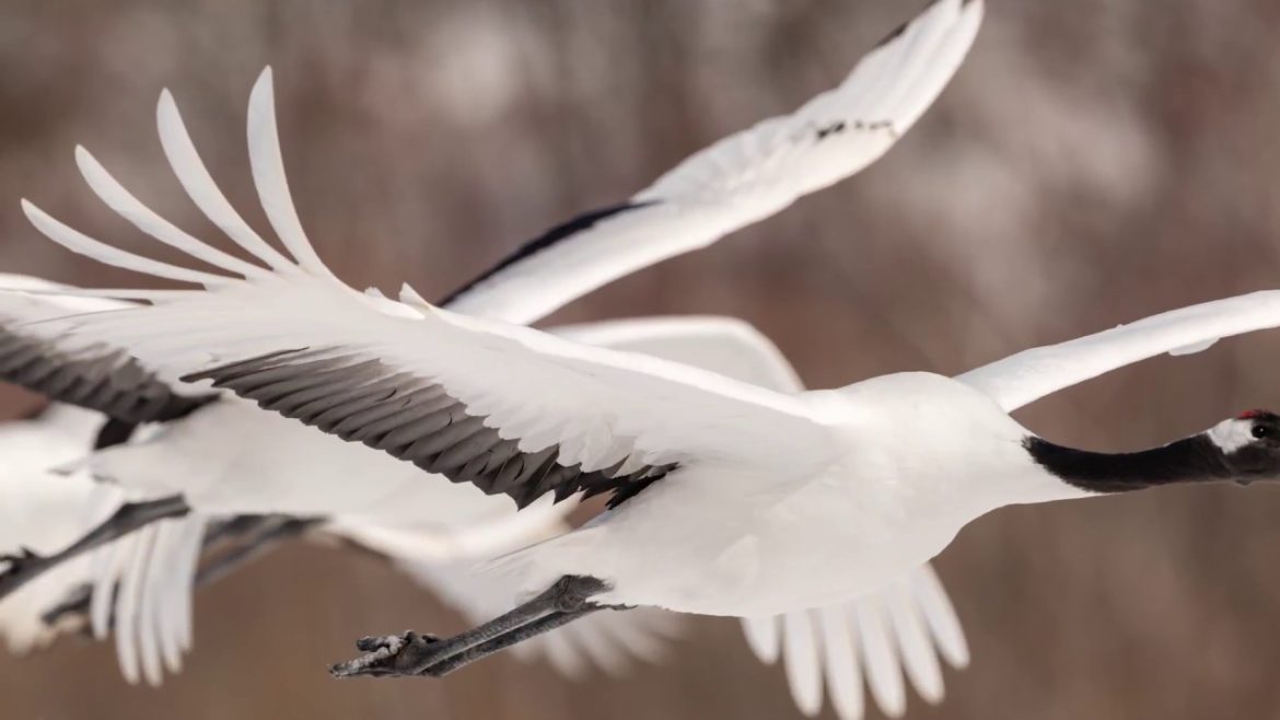 2018 February March Japan Trip / 2018年2−3月　日本旅行