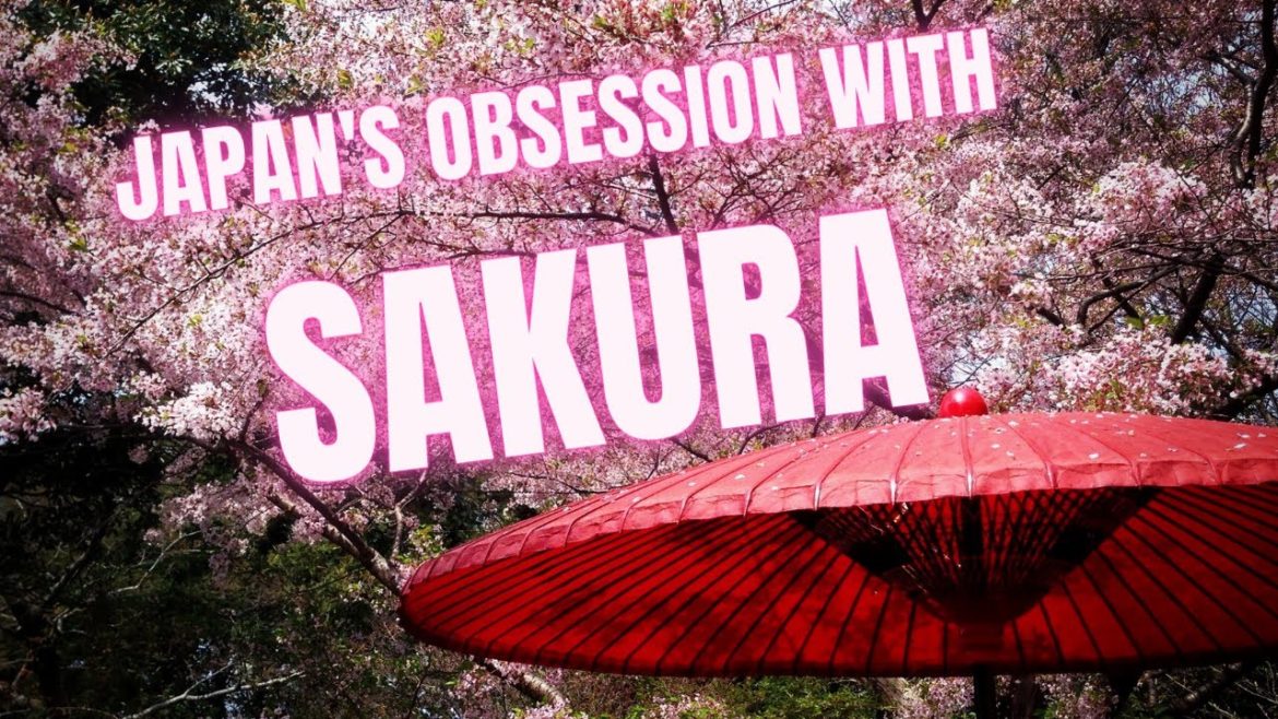 Why does Japan love Sakura Cherry Blossoms?