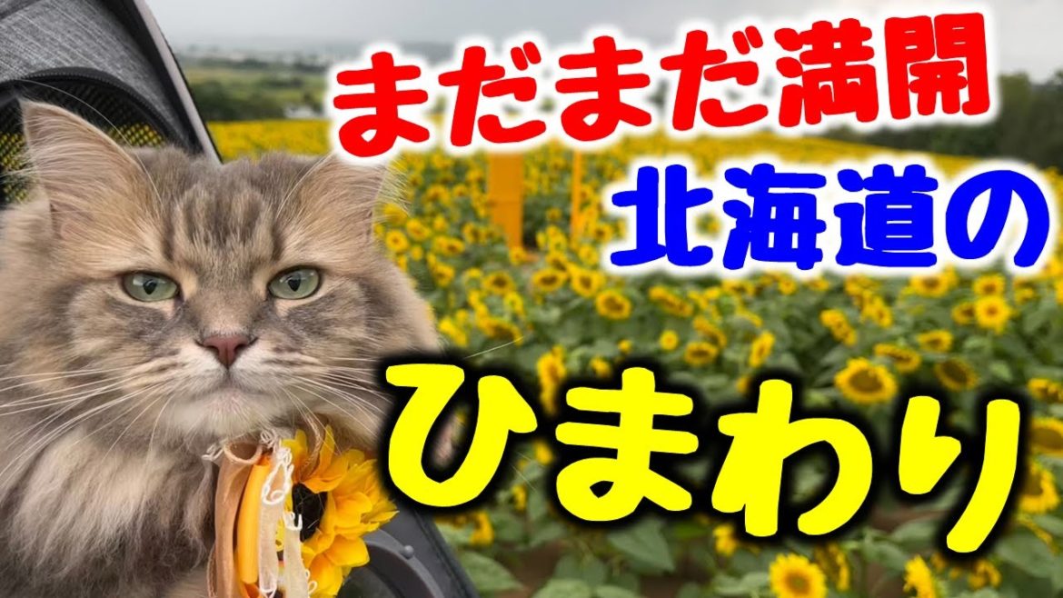 まだ間に合う夏の絶景！　満開のひまわり畑を猫と旅する【FREED+北海道旅】