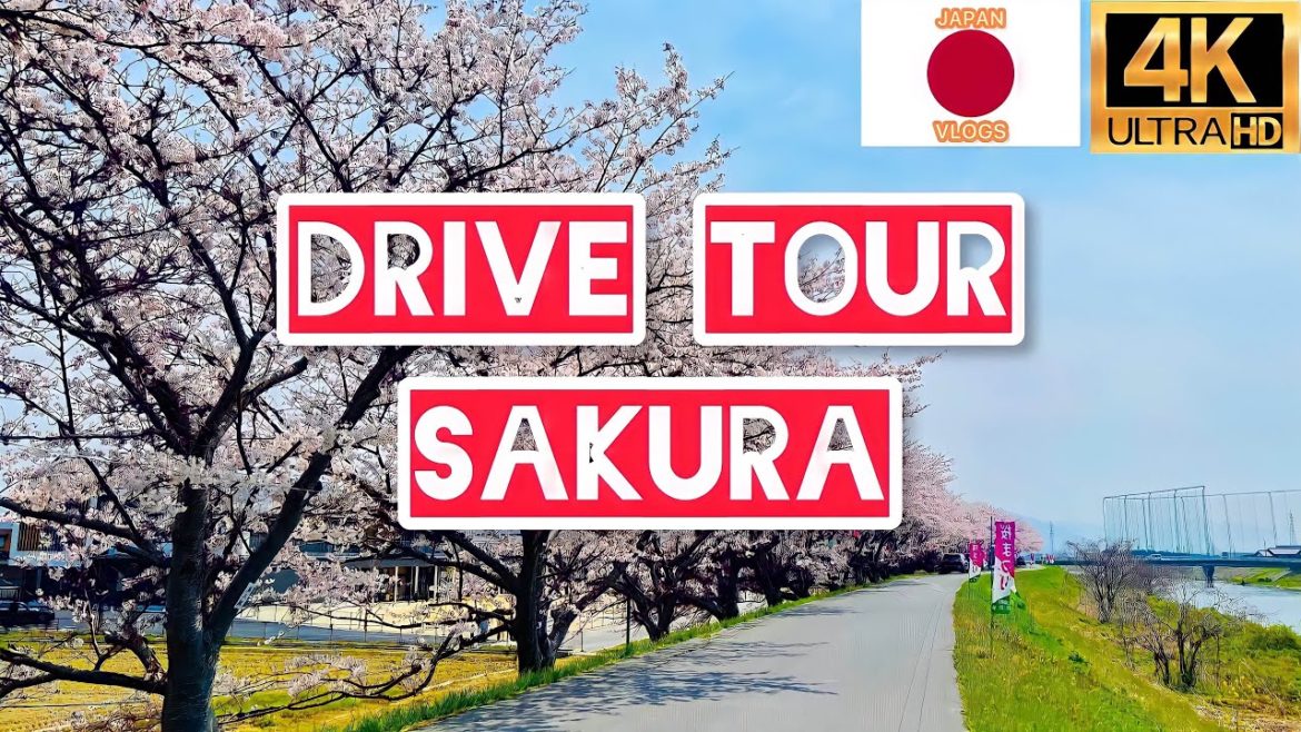 drive tour sakura 2022 Shiga ken