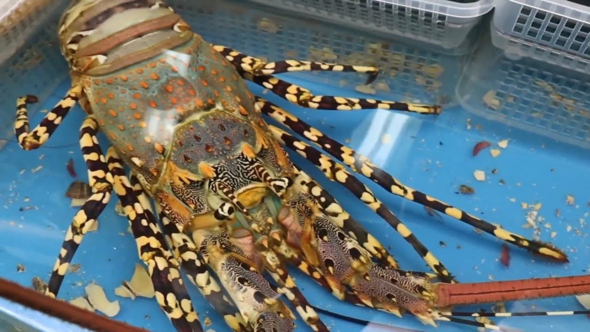 Colorful Lobster Sashimi with Ivory Clam | Japan Street Food